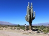 10016 Argentinie-Chili 2014 autoreis Humahuaca reuze cactussen