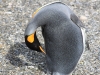5065 Argentinie-Chili 2014 Ushuaia Estancia Harberton King pinguin