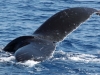 103-hawaii-maui-lahaina-walvis-trip