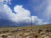 2446-Mongolie-onderweg-naar-Ulziit-Brigad